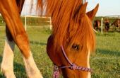 Hoe de behandeling van Prikkelbare darmsyndroom bij paarden