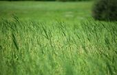 How to Get Rid van veld gras in uw gazon