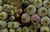 Kan je groeien Poppy planten uit supermarkt maanzaad?
