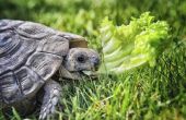 Wat schildpadden is geschikt voor huisdieren?