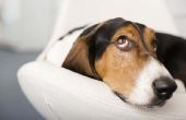 Wat zijn de bijwerkingen van Vetmedin bij honden?