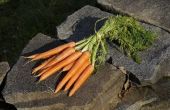 How to Grow wortelen van wortel Tops binnenshuis