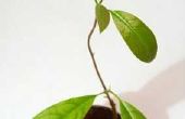 How to Grow Avocado bomen in Colorado