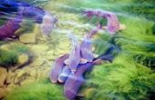 Soorten Aquarium Catfish Species