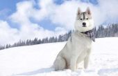 Wat Is het verschil tussen Alaskan Malamutes & Siberian Huskies?