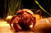 Hoe kunt u zien hoe oud uw Hermit Crab