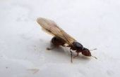 How to Get Rid van termieten vliegen