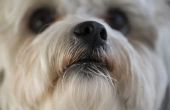 Hoe de behandeling van een hond met neusverstopping