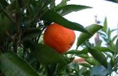 Welke tijd van het jaar mandarijnenbomen bloeien?