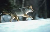 Het instellen van Coyote Snares in de sneeuw