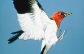 Red-Headed Woodpecker's nesten gewoonten