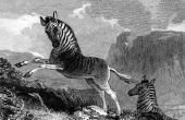 Wat betekent het Afrikaanse Zebra masker?