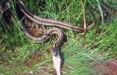 Hoe te identificeren van de Kousenband slangen van Missouri