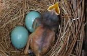 Noord-Amerikaanse vogels identificatie door eieren