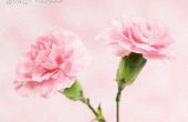 Soorten roze bloemen