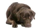 Tekenen & symptomen van mijten op honden