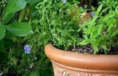 Hoe vindt u goedkope potten voor planten