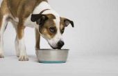 Hoe te leren van een hond te eten uit de kom