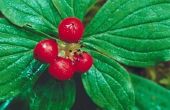 How to Plant Vaccinium Huckleberry zaden