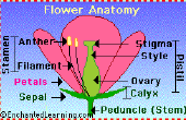 Over eetbare bloemen