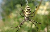 Hoe te identificeren zwart & witte spinnen