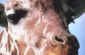 Informatie over Giraffe ogen