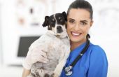 Hoe kan u helpen een hond met een urineweginfectie