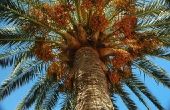 Hoe Trim palmbladeren