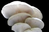 How to Grow Mushrooms met rogge bessen