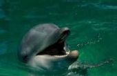 Tips voor het voederen van dolfijnen bij SeaWorld in Orlando