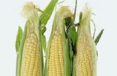 Hoe stoom maïs op de kolf