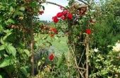 How to Grow klimmen Rose struiken
