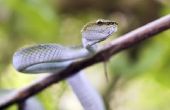 Identificeren van slangen in Alabama