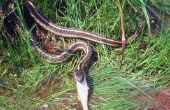 De soorten slangen op Vancouvereiland, Brits-Columbia