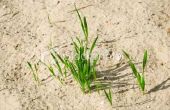 Wat gras groeit het beste in het zand?