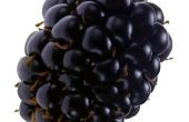 How to Make Blackberry siroop