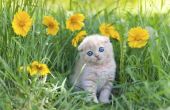 Hoe om katten Stop poepen in bloem bedden en tuinen