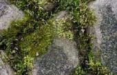 Hoe te schoon Moss van een baksteen Patio met bleekwater