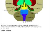 Welk Effect heeft een thalamus beroerte op de hersenen?