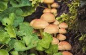 Guide to Wild Mushrooms of Noord-Californië