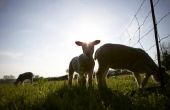 Hoe herken ik het geslacht van schapen