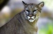 Feiten over Cougars in North Carolina