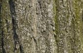 Symbiotische relaties tussen bomen & korstmossen