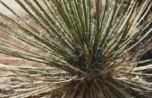Yucca planten moeten de zon of schaduw?