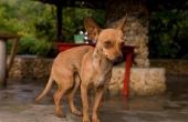 Hoe te zorgen voor een Chihuahua met een buikpijn