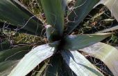 Hoe de zorg voor gele bladeren op Yucca planten