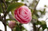 Hoe doorgeven Camellias