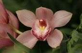 Bloemen die er als orchideeën uitzien