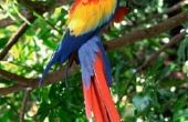Wie zijn de vijanden van de dieprode Macaws?