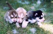 De verschillende soorten Siberian Huskies